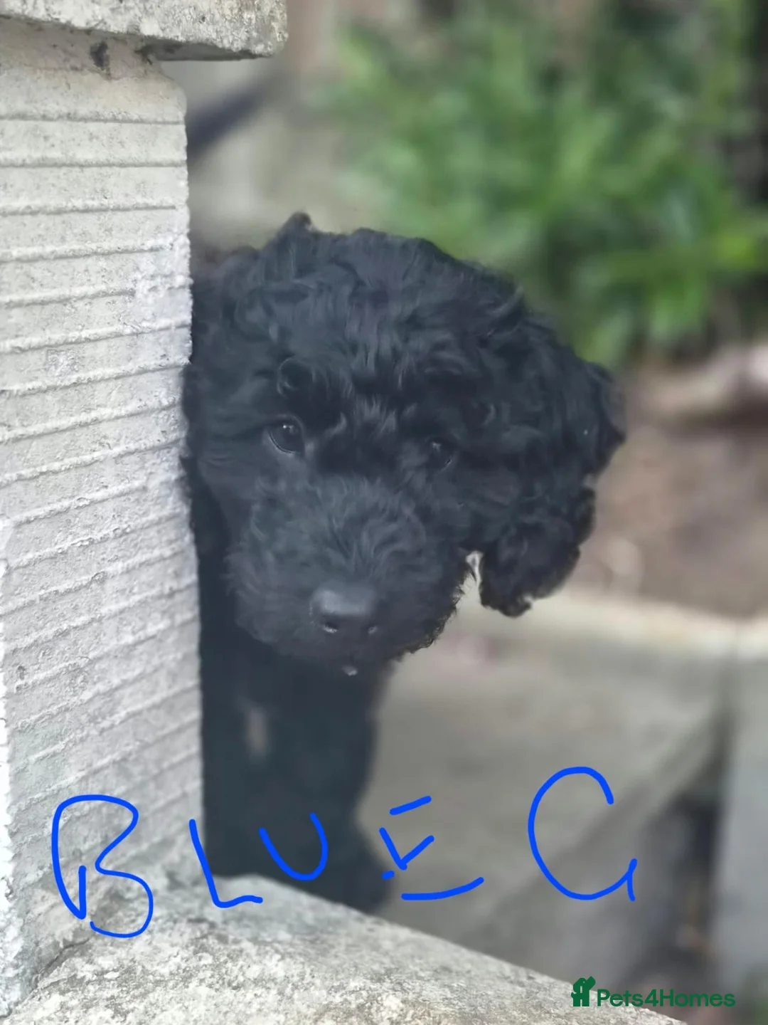 Cockapoo dogs for sale: Cockapoo puppies  - Advert 1