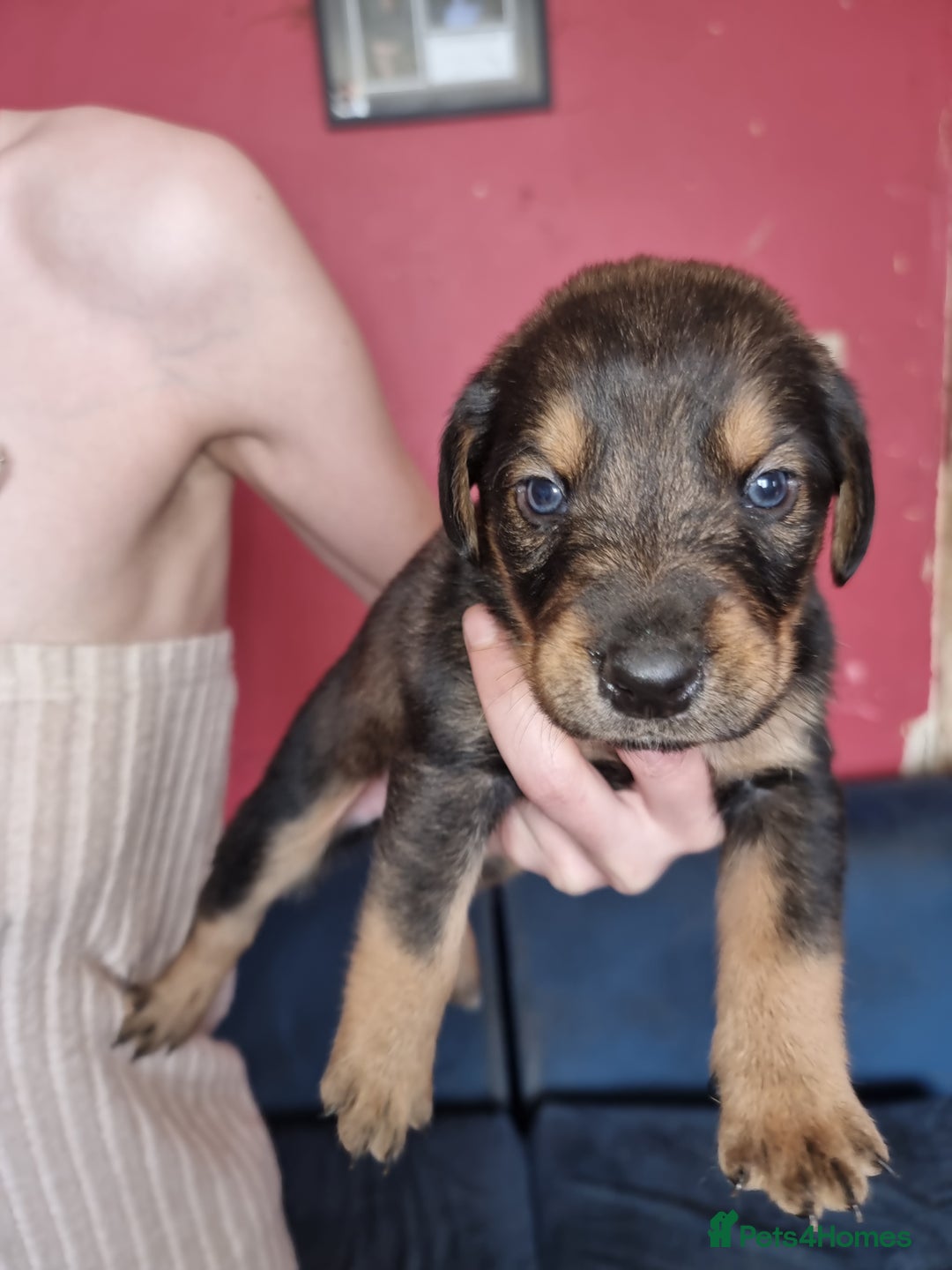 Mixed Breed dogs for sale: Doberman X Labrador puppies  - Image 8