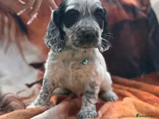 Sprocker dogs Beautiful show sprockers - Advert 1