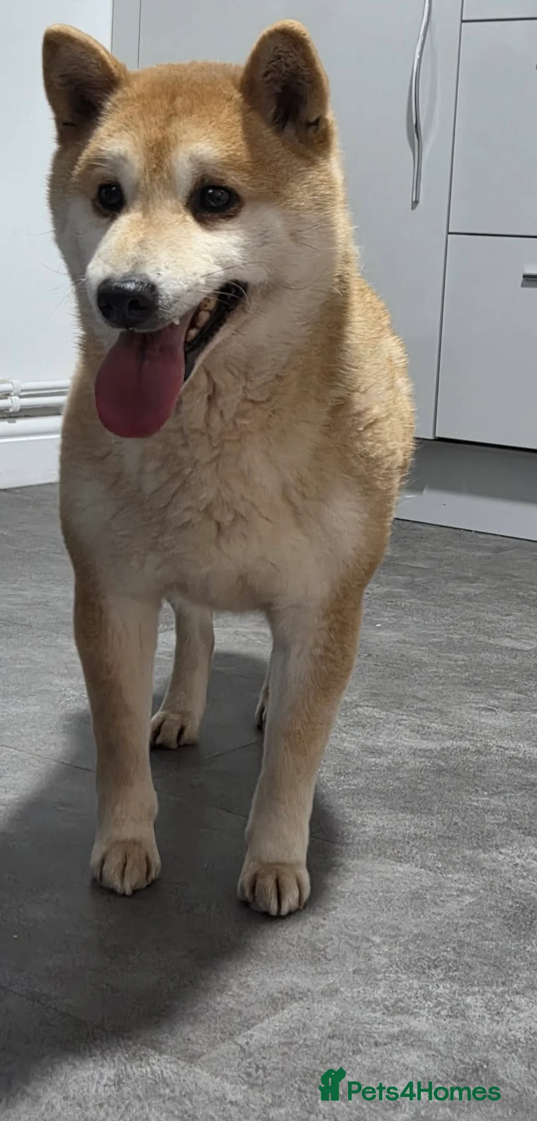 Japanese Shiba Inu dogs for sale: Down sizing - Advert 2