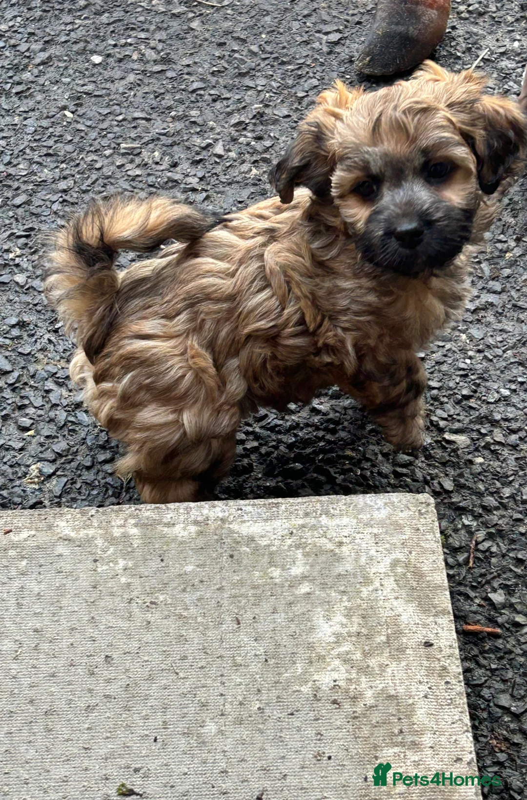 Mixed Breed dogs for sale: Yorkipoo x shihtzu puppies  - Advert 8