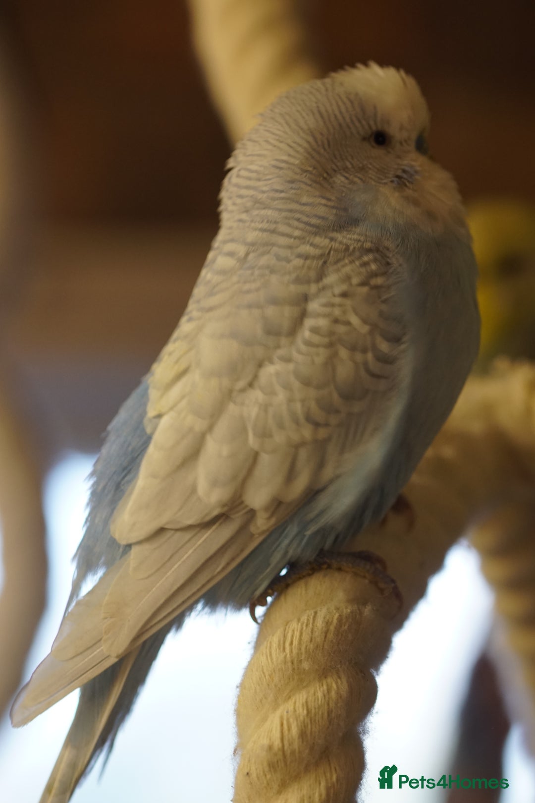 Budgerigars birds for sale: Budgies  - Advert 17