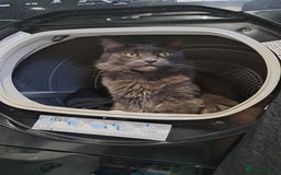 Maine Coon cats for sale: Kari Maine Coon - Image 1