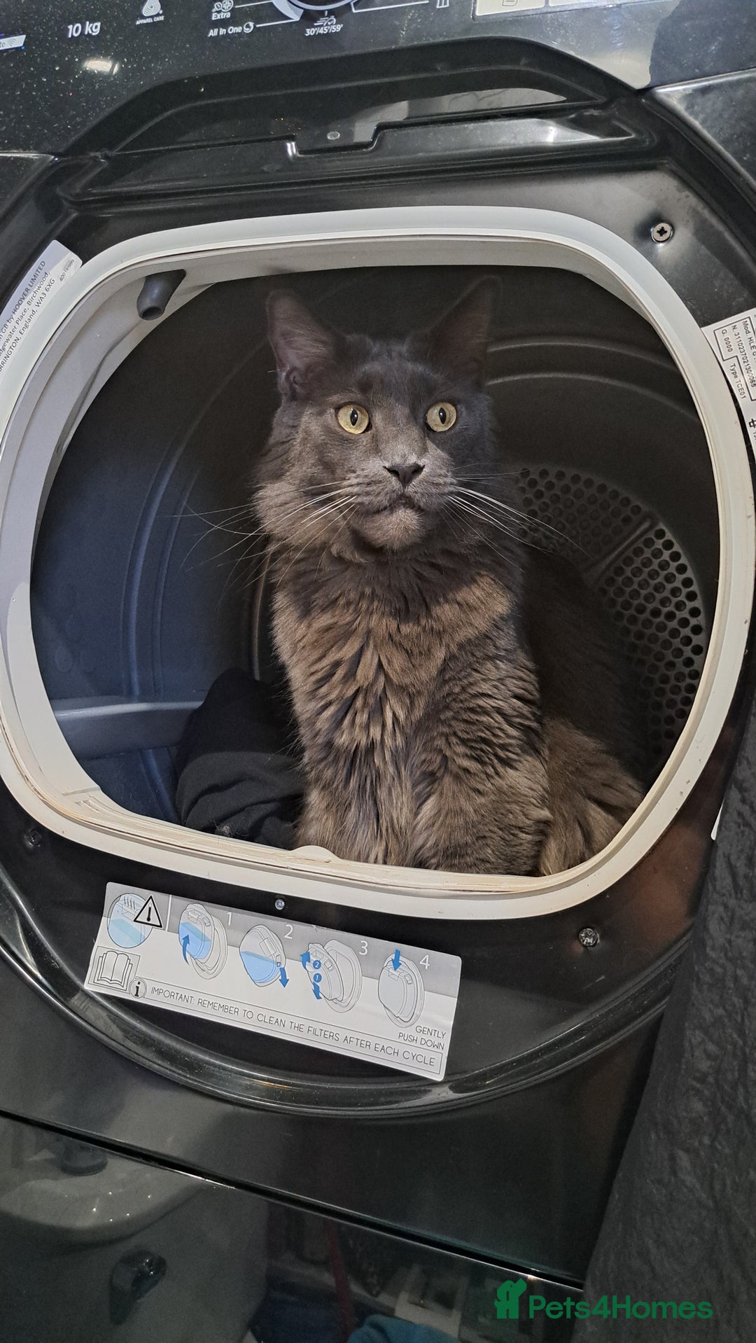 Maine Coon cats for sale: Kari Maine Coon - Image 1