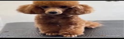 Toy Poodle dogs for stud: Five ⭐️ licensed breeder KC Toy Poodle for Stud in Prudhoe - Advert 2