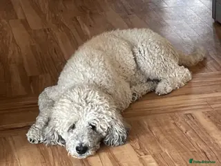 Mixed Breed dogs St Berdoodle F1b - Advert 1