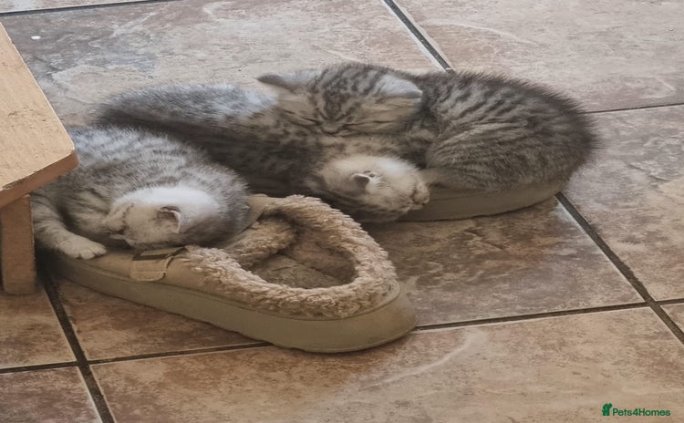 British Shorthair cats - Advert 1