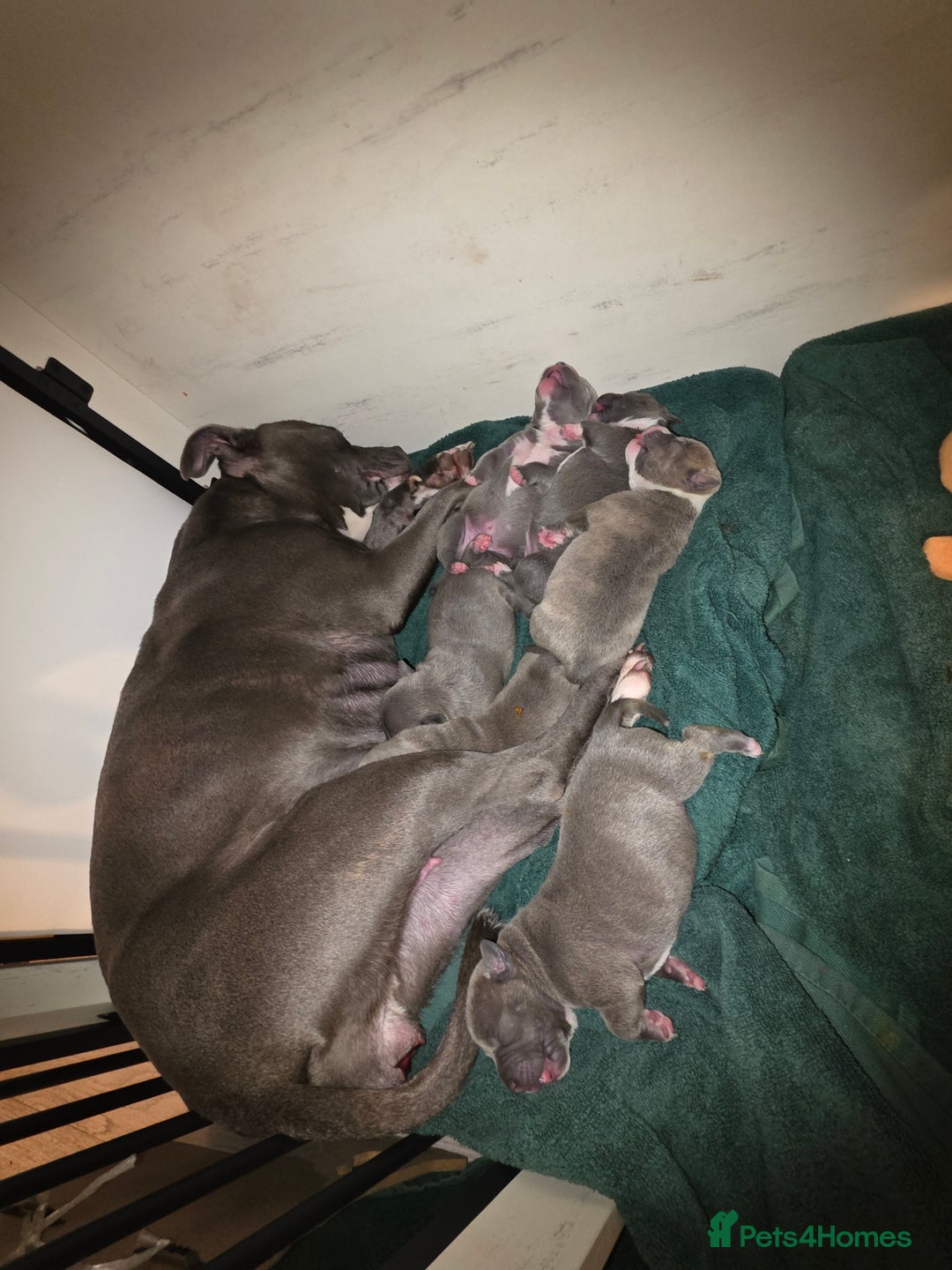 Staffordshire Bull Terrier dogs for sale: BLUE STAFFORDSHIRE BULL TERRIORS - Advert 10