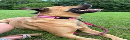 Mixed Breed dogs for sale: Dog for adoption  - Advert 5