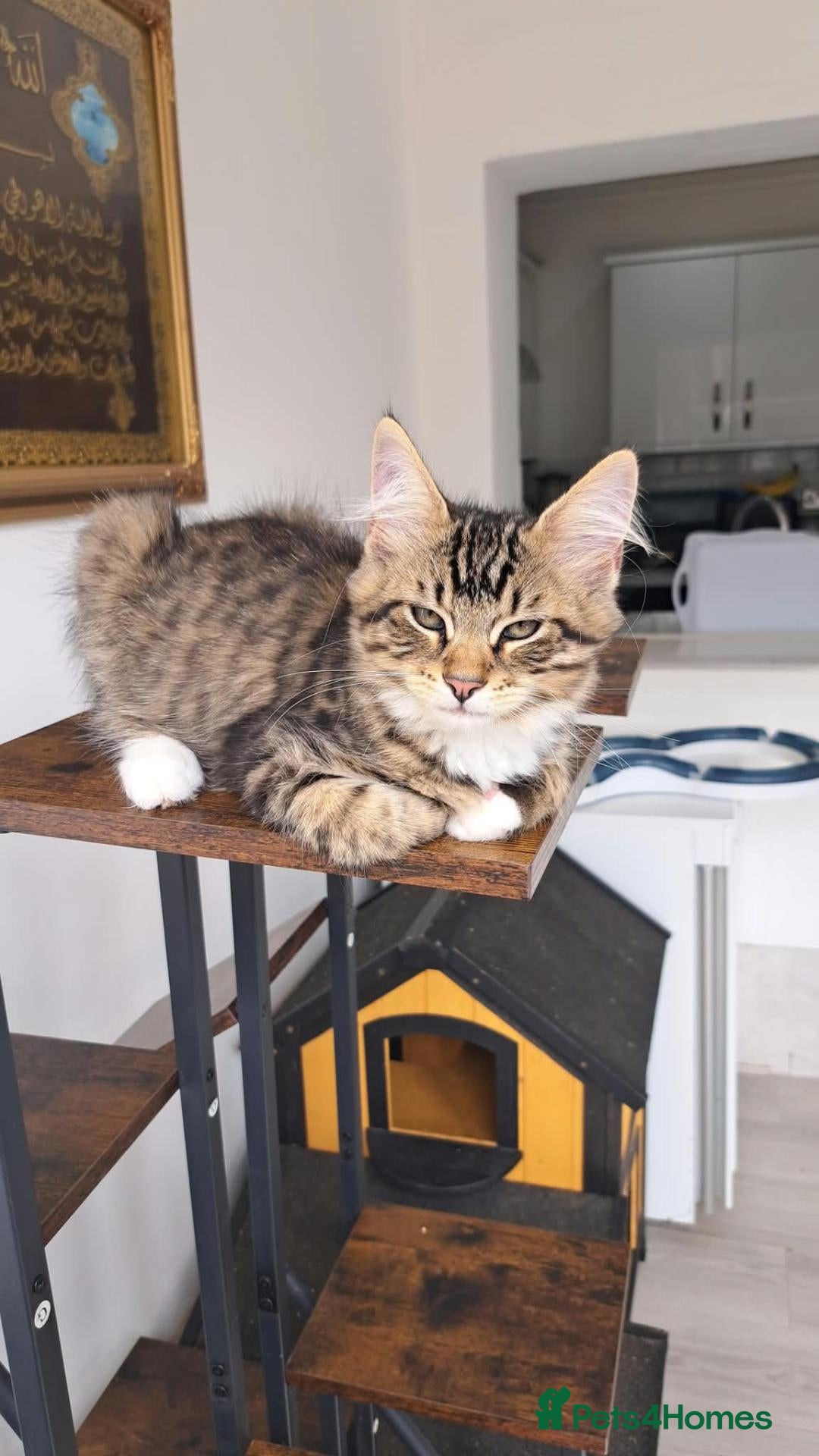 Siberian cats Gorgeous Siberian kitten waiting for you🌞. - Advert 11
