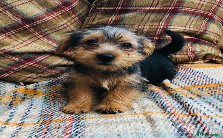 Norfolk Terrier dogs - Advert 1