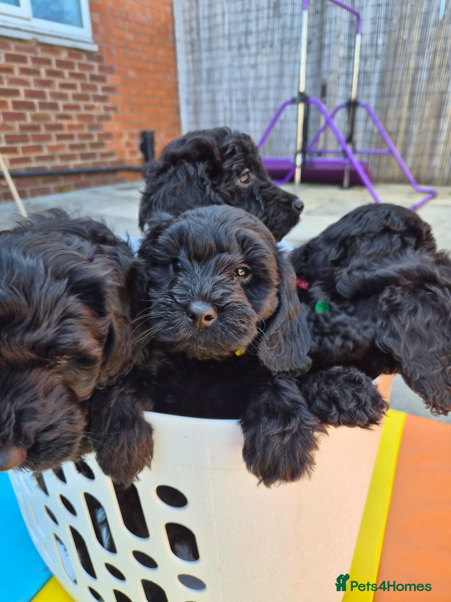 Cockapoo dogs Cockapoos f1bs Ready now - Advert 5