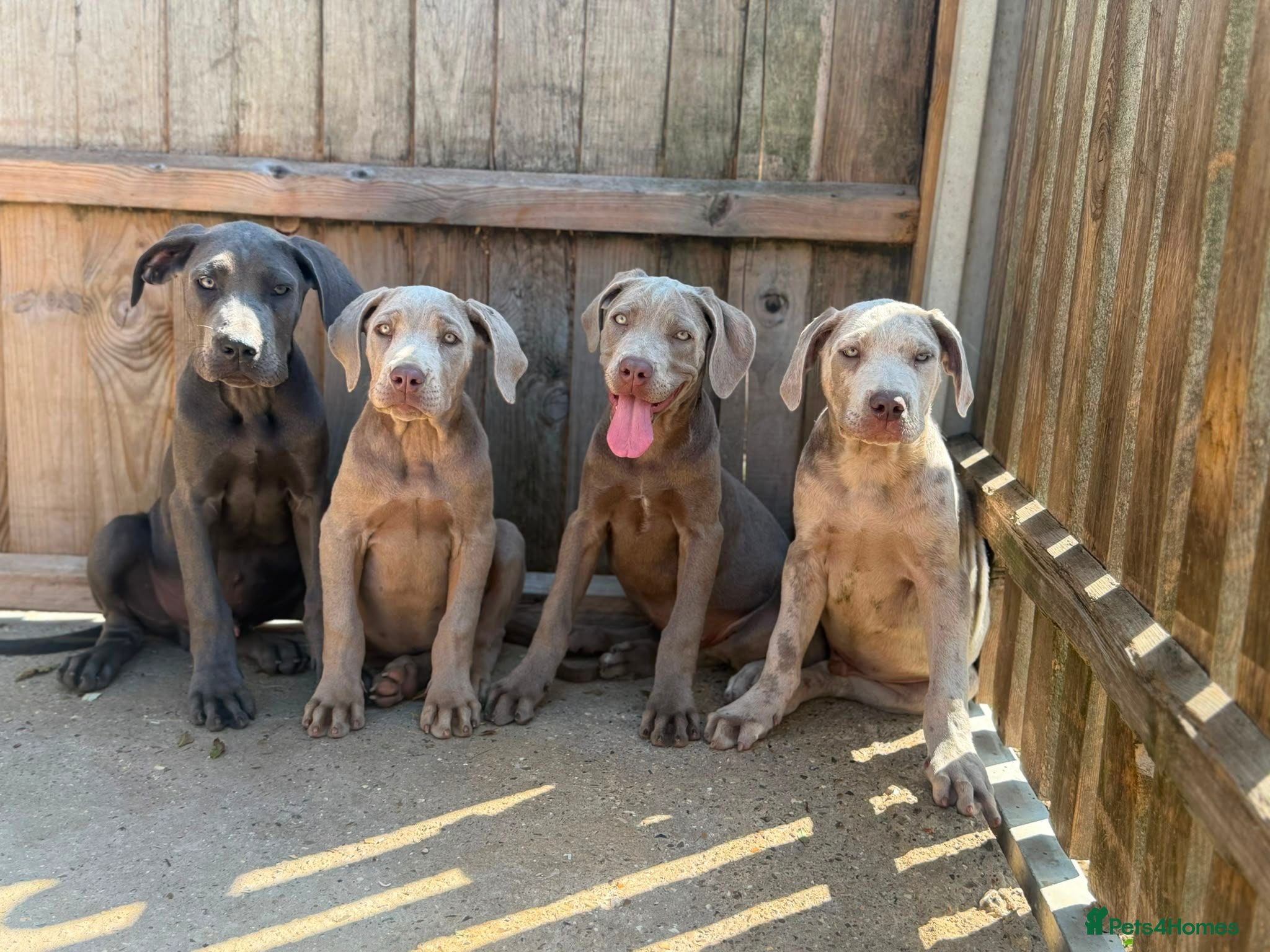 Cane Corso dogs Cane corso pups fully vaccinated  - Advert 4