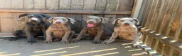 Cane Corso dogs for sale: Cane corso pups fully vaccinated  - Advert 3