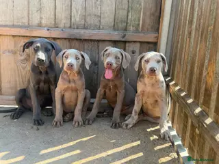 Cane Corso dogs Cane corso pups fully vaccinated - Advert 4