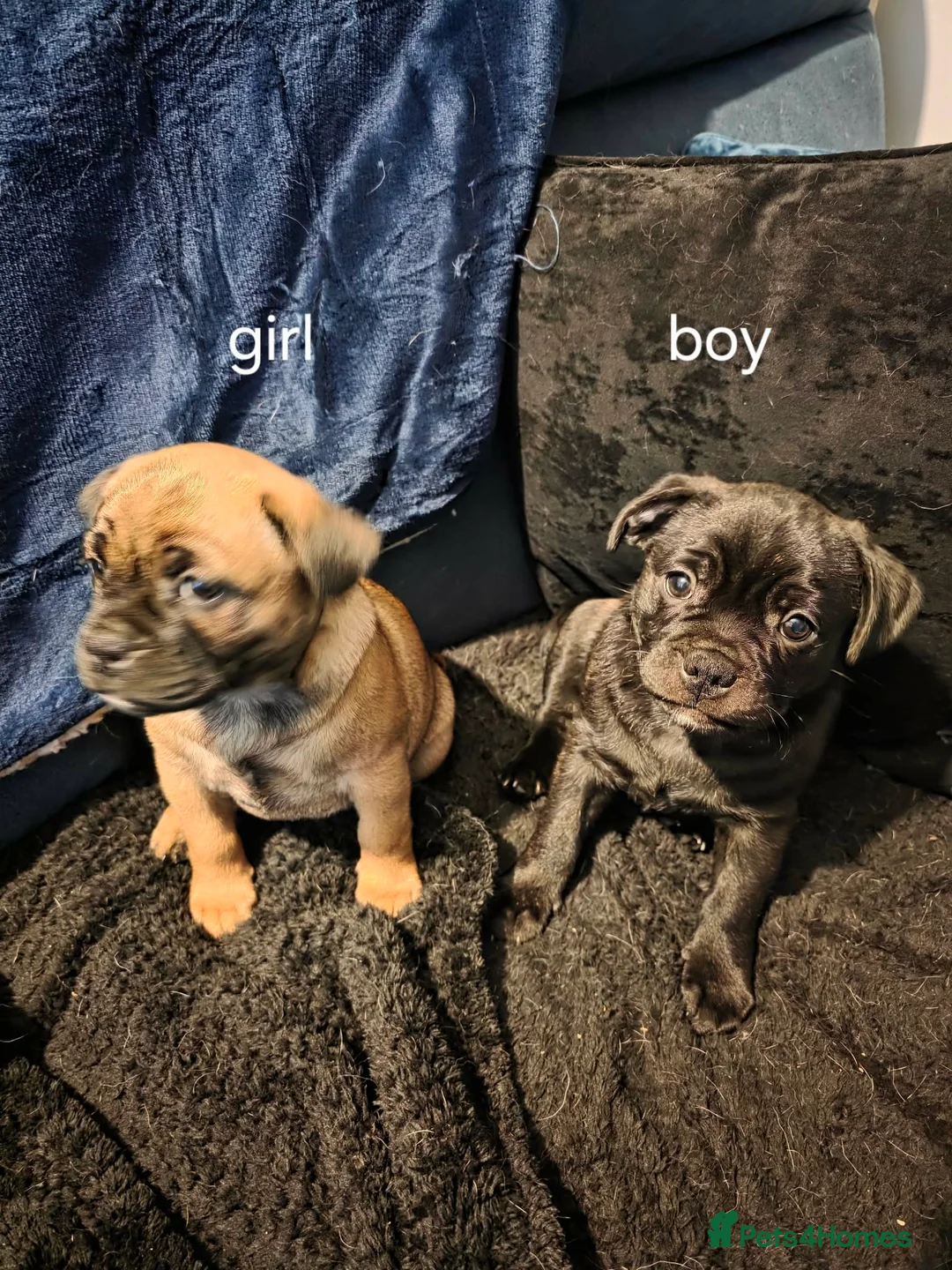 Mixed Breed dogs for sale:  **  hybrid Stug puppies in Preston - Advert 2