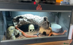Corn Snake reptiles for sale: Strawberry Motley Corn Snake - Image 2