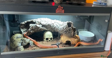 Corn Snake reptiles - Advert 4
