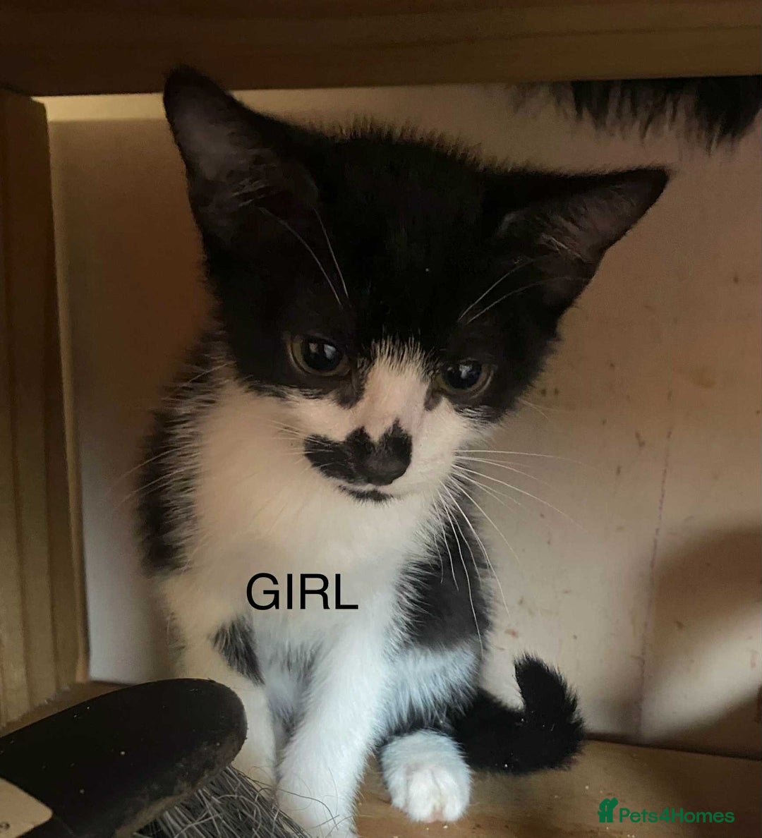 Domestic Shorthair cats for sale: Kittens  - Image 2