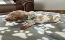 Dachshund dogs for sale: Beautiful dachshund pups  - Image 4