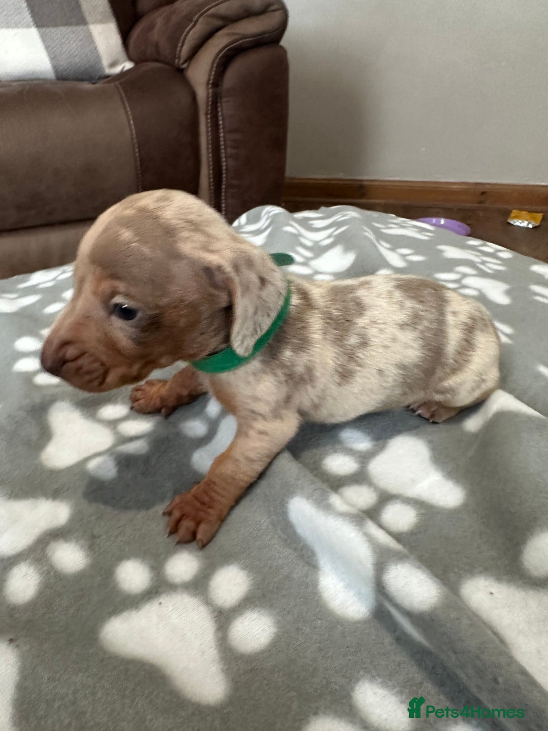 Dachshund dogs for sale: Beautiful dachshund pups  - Image 4