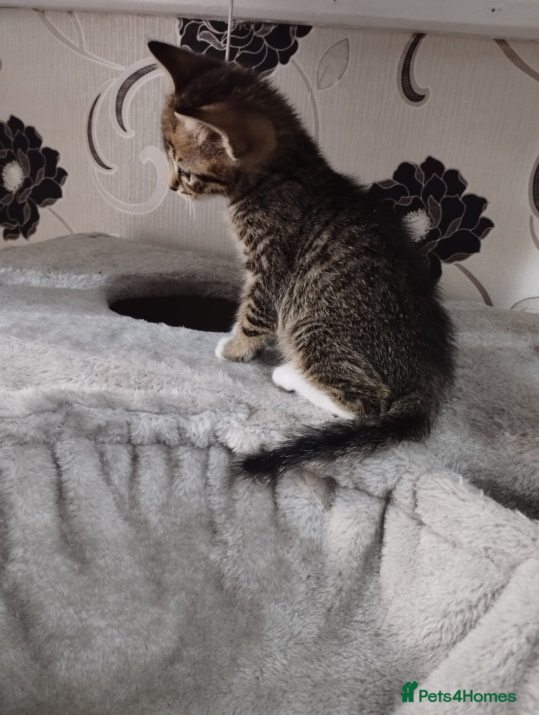 British Shorthair cats for sale: Lovely kittens search new homes - Advert 9