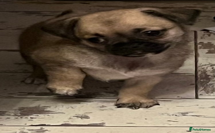 Mixed Breed dogs - Advert 2
