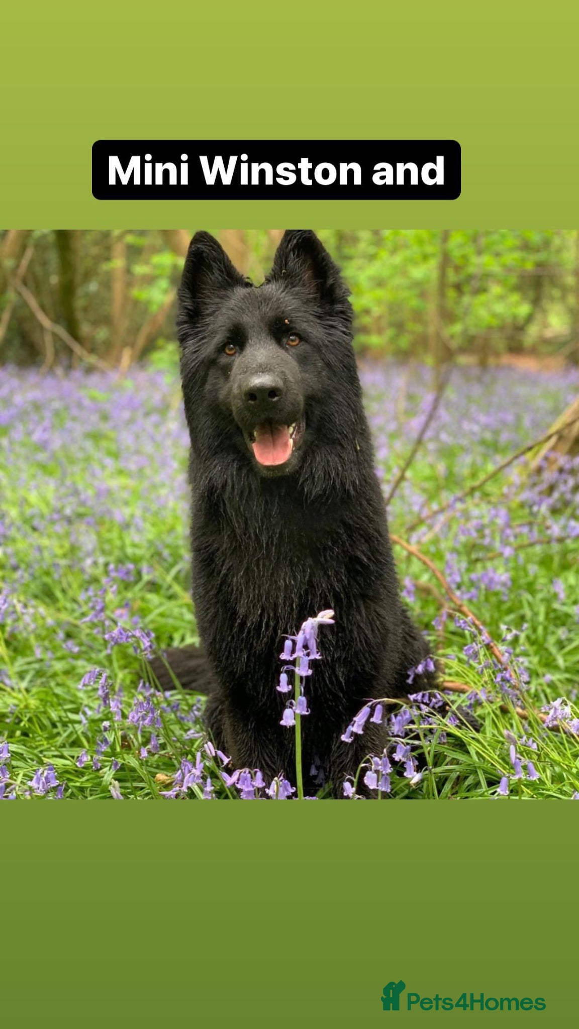 German Shepherd dogs Winston family protection dog  - Advert 10