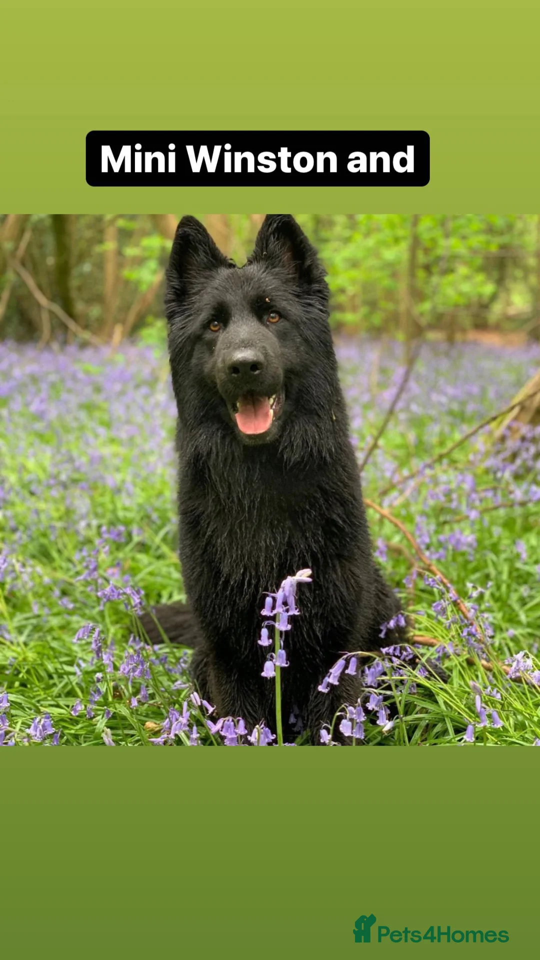 German Shepherd dogs for stud: Winston family protection dog  - Advert 1