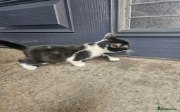 Mixed Breed cats for sale: Kittens for sale - Image 3