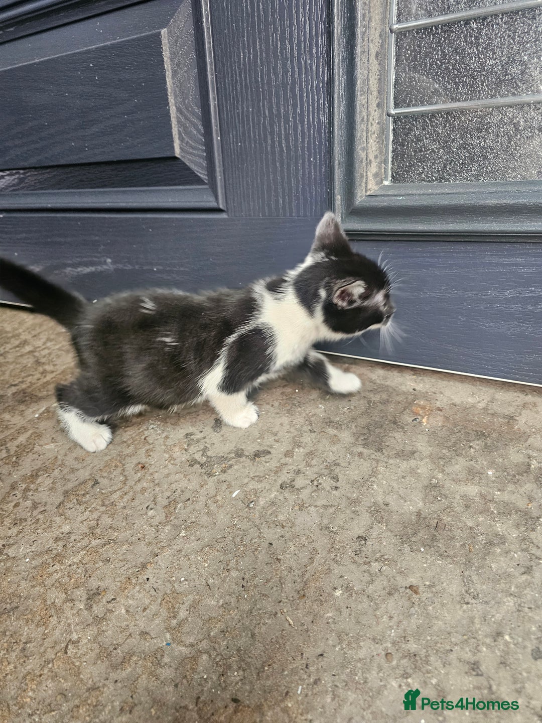 Mixed Breed cats for sale: Kittens for sale - Image 3