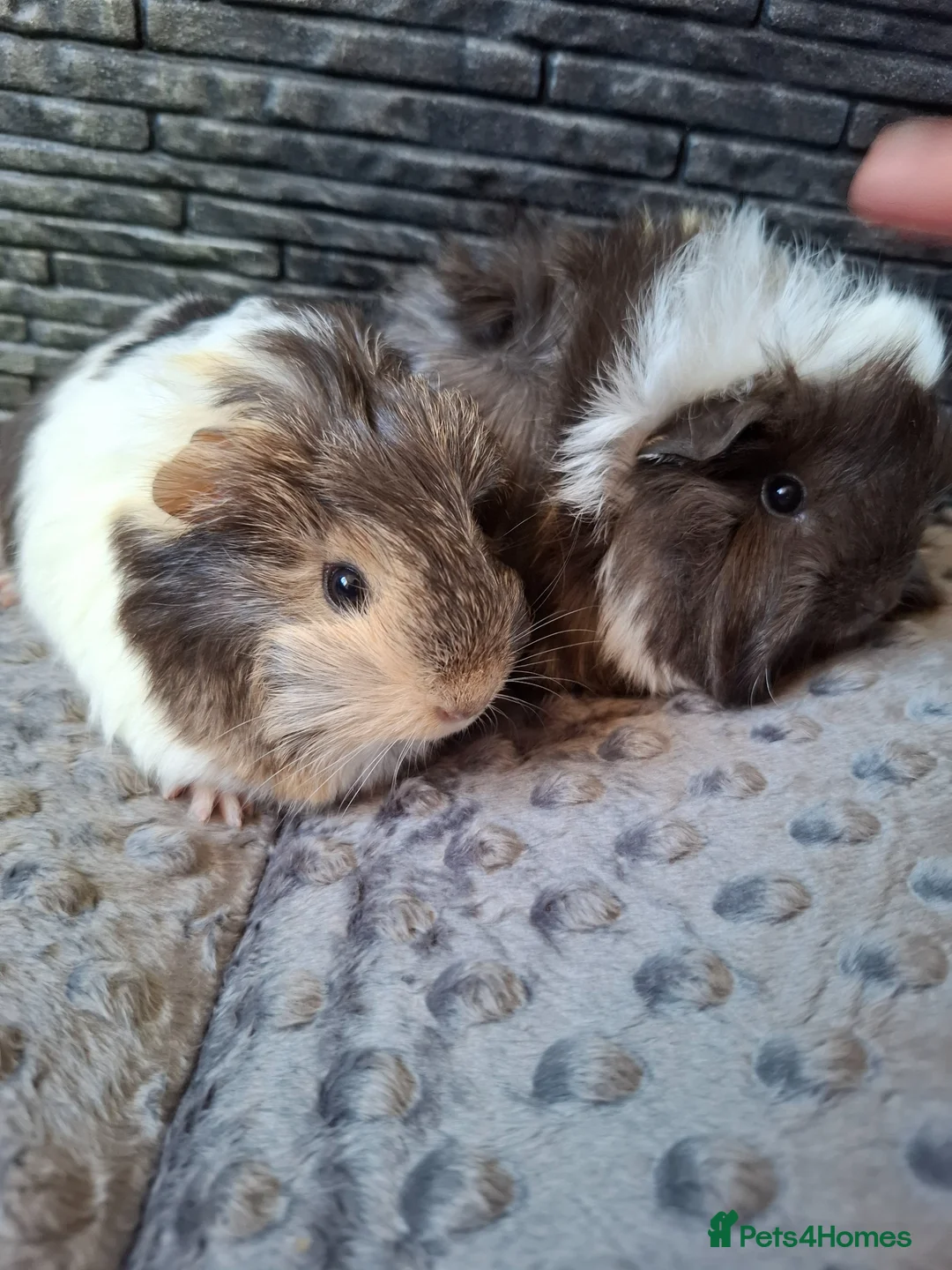 Guinea Pig rodents for sale: 2 lovely sows  - Advert 2