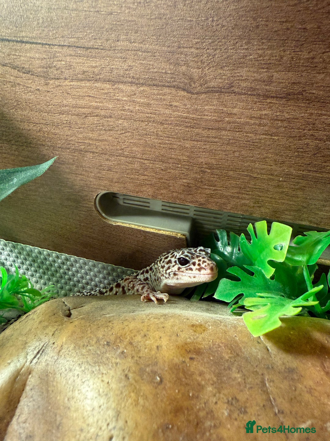 Leopard Gecko reptiles for sale: Leopard Gecko looking for a new home - Image 5