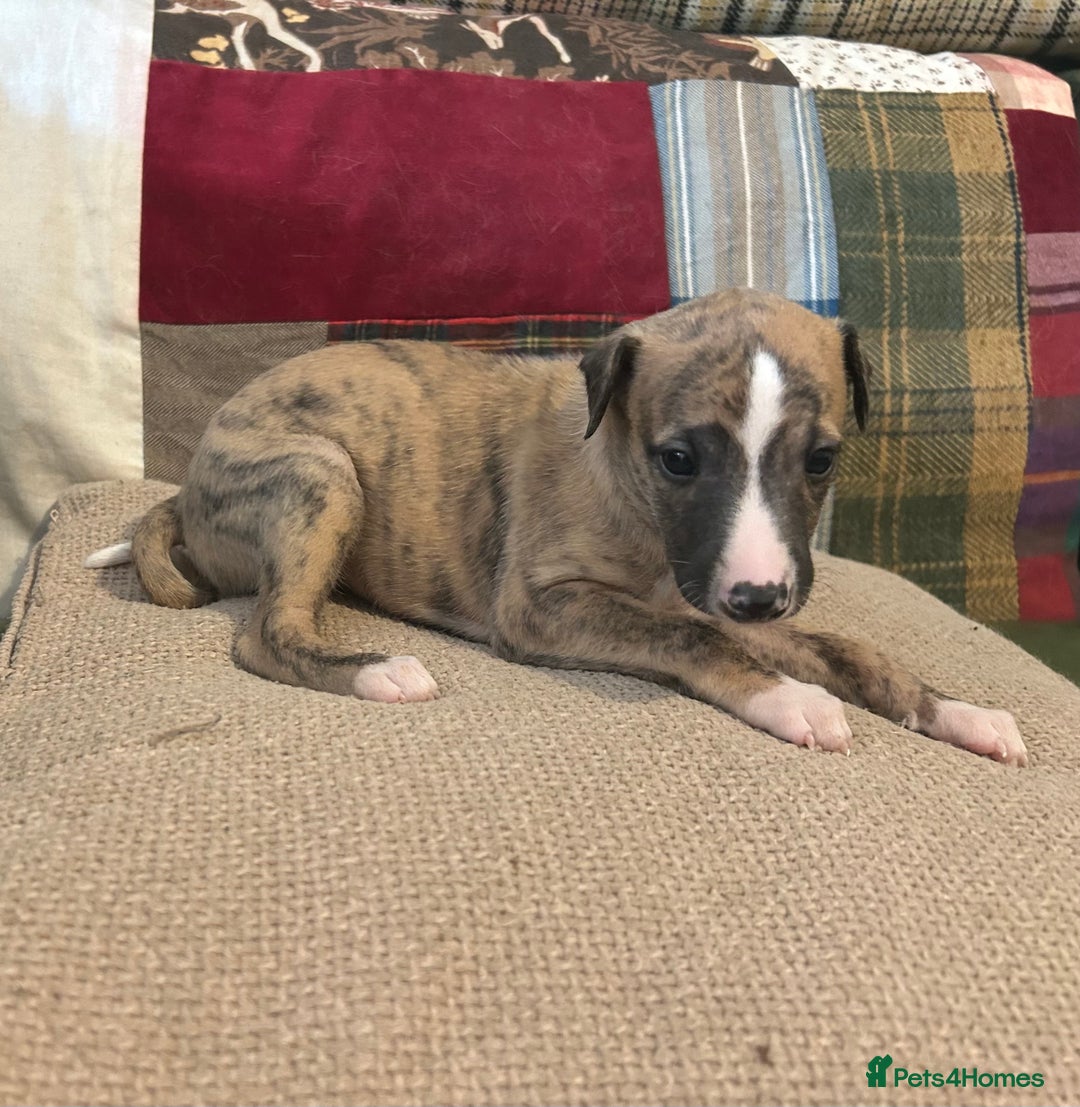 Whippet dogs for sale: Whippet Pups  - Image 18