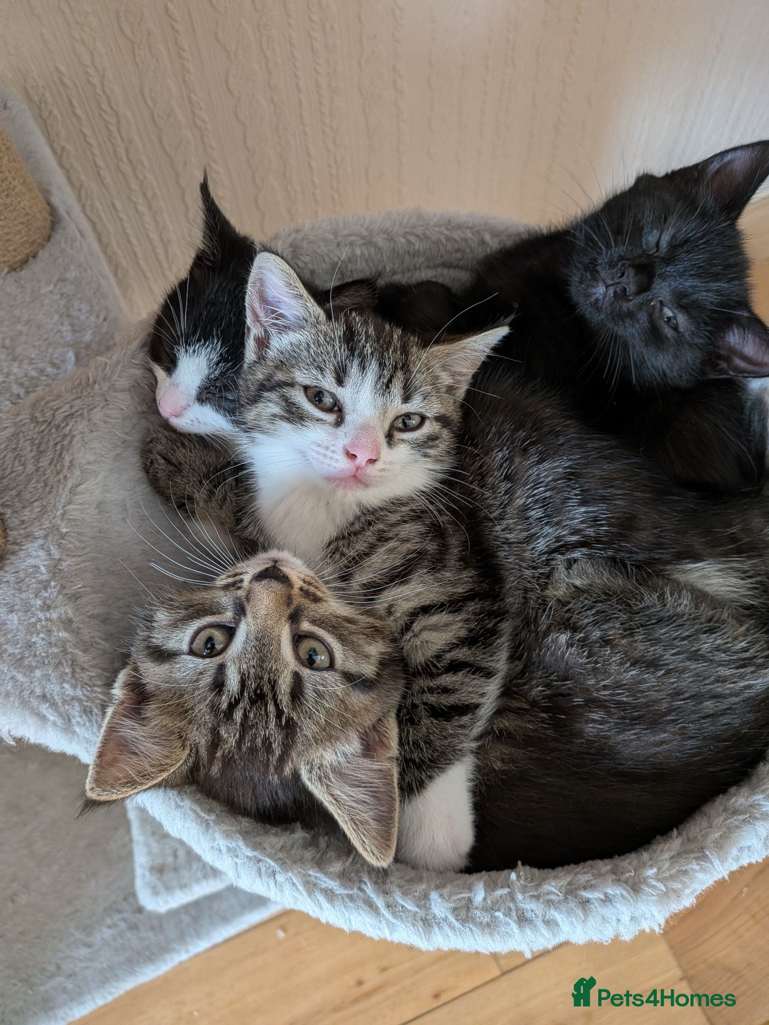 Mixed Breed cats 4 kittens  - Advert 1
