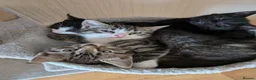 Mixed Breed cats for sale: 4 kittens  - Advert 1