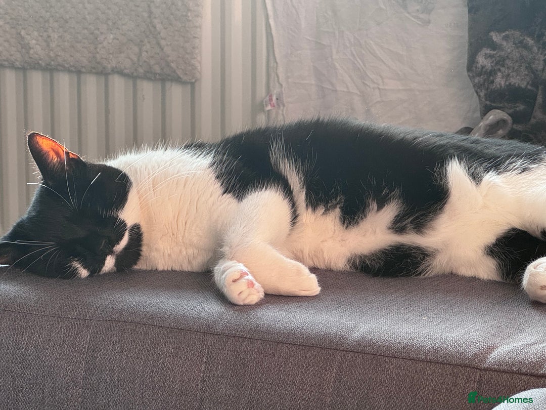 Domestic Shorthair cats for sale: Lovely cat female looking for home! - Image 4