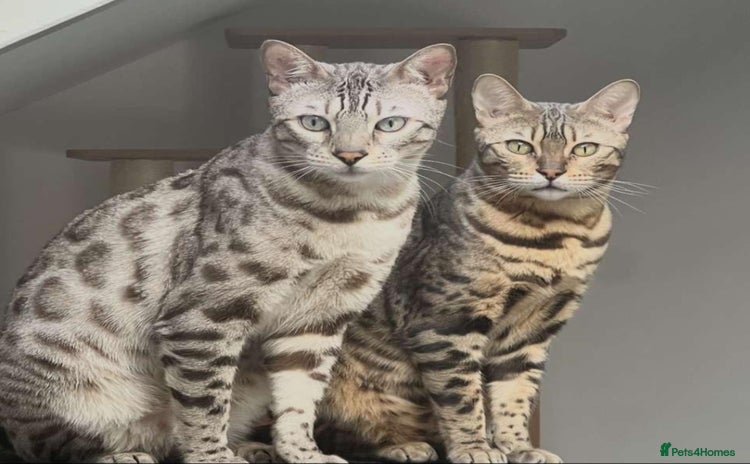 Bengal cats - Advert 2
