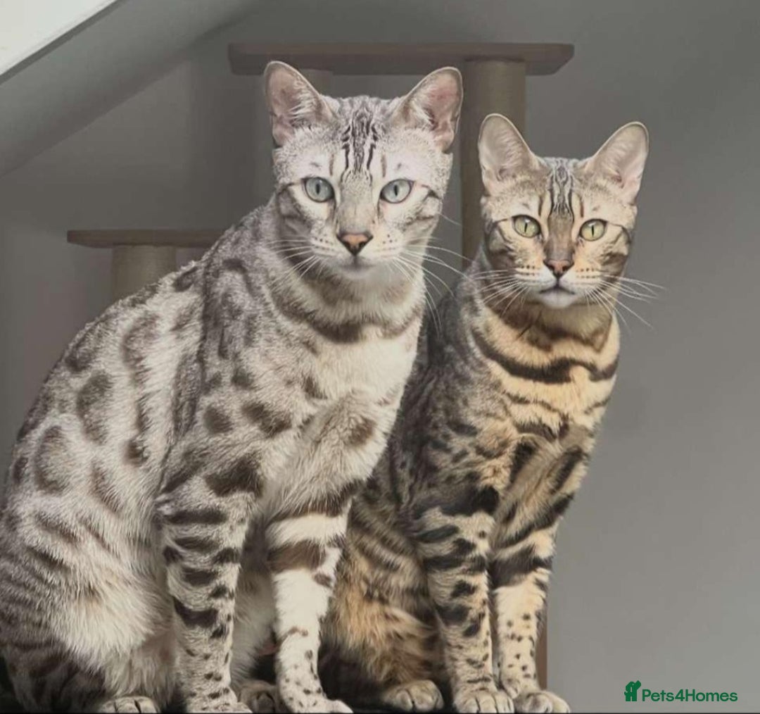 Bengal cats for sale: Begal female 7 months  - Image 1