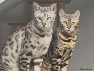 Bengal cats - Advert 14