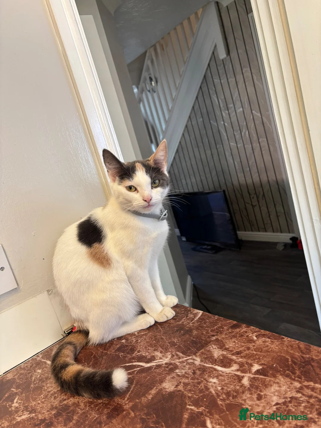 Mixed Breed cats for sale: READY 2 LEAVE NOW 4girls 2boys - Advert 2