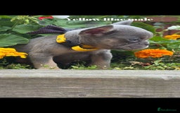 French Bulldog dogs for sale: Beautiful small build fluffy/fluffy carrier french - Image 24