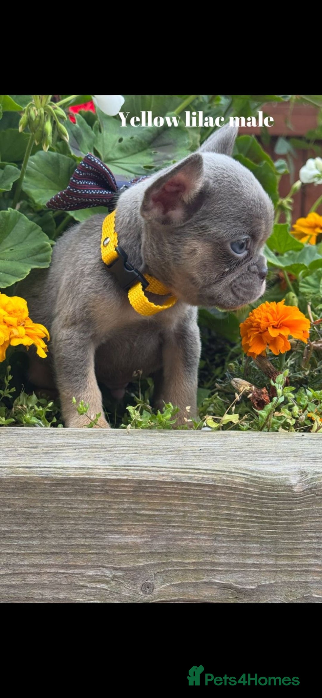 French Bulldog dogs for sale: Beautiful small build fluffy/fluffy carrier french - Image 24