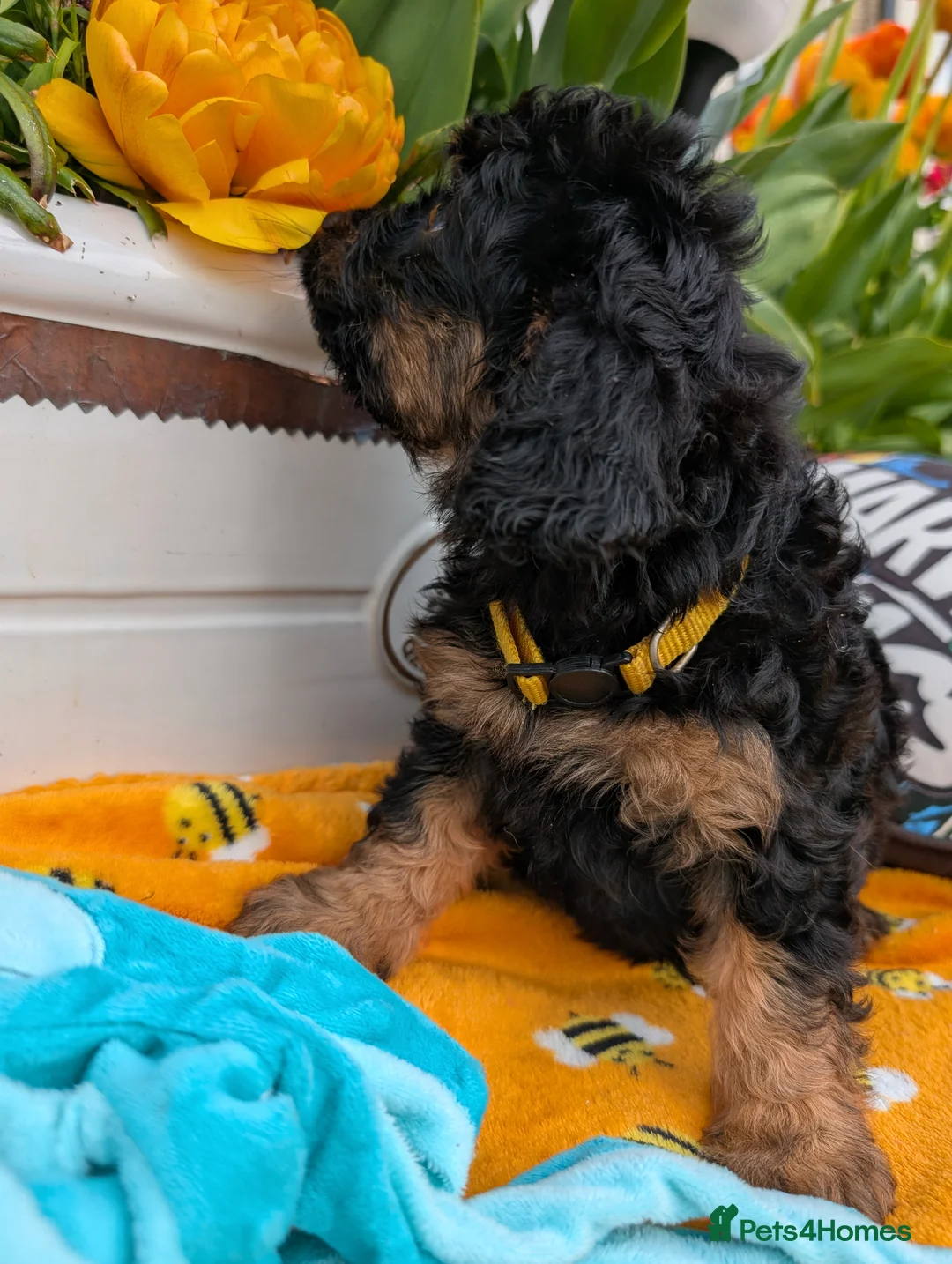 Cavapoo dogs for sale: Stunning Black & tan F1 Toy Cavapoo Puppies  - Advert 2