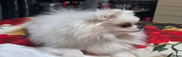 Pomeranian dogs for sale: 1 White beautifull teddy bear pomeranian  in Rochdale - Advert 9