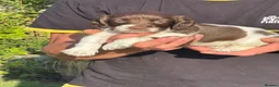 English Springer Spaniel dogs for sale: English Springer Spaniel puppies for sale. - Advert 21