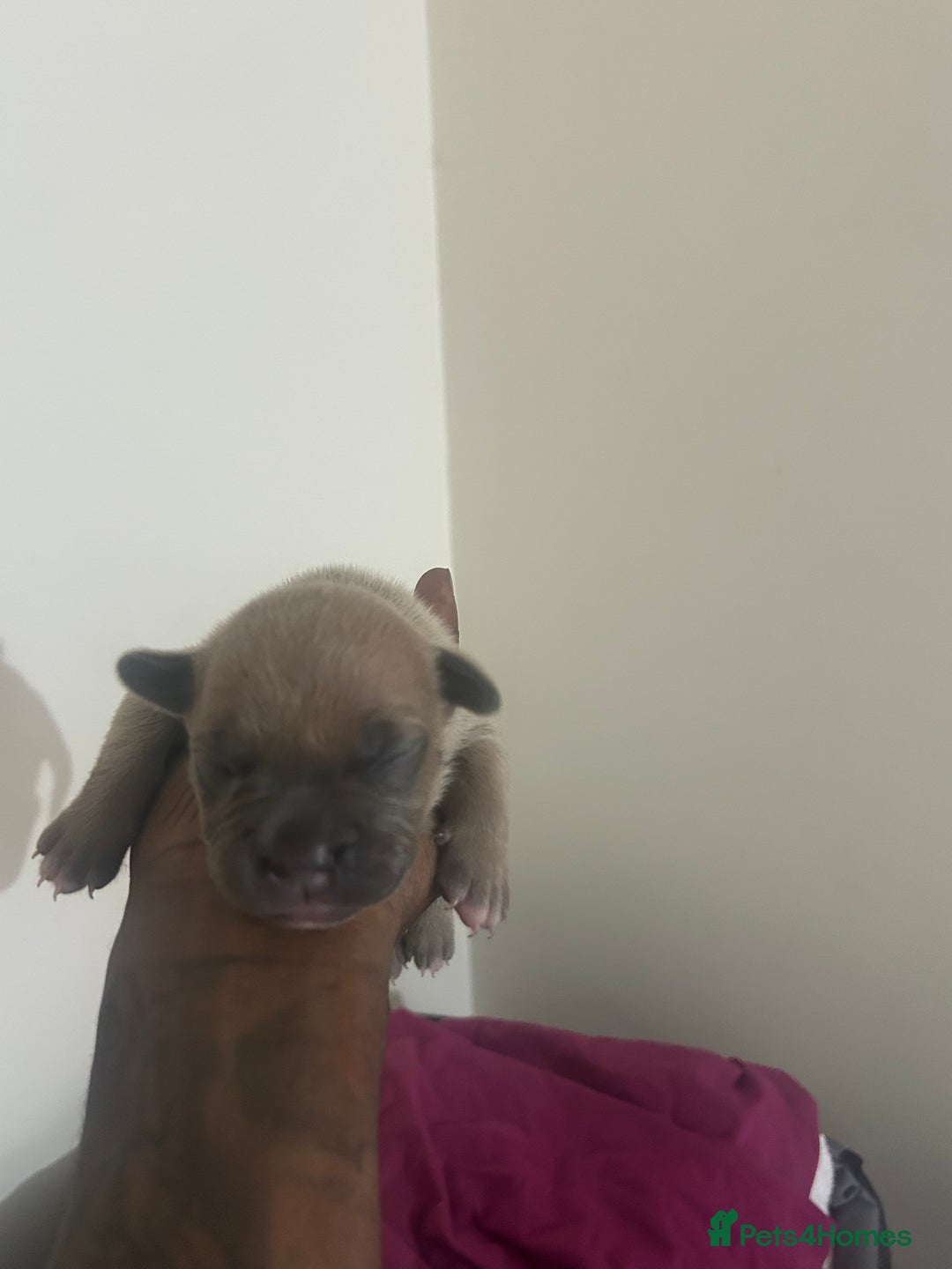 Mixed Breed dogs for sale: French bulldog mix - Image 10