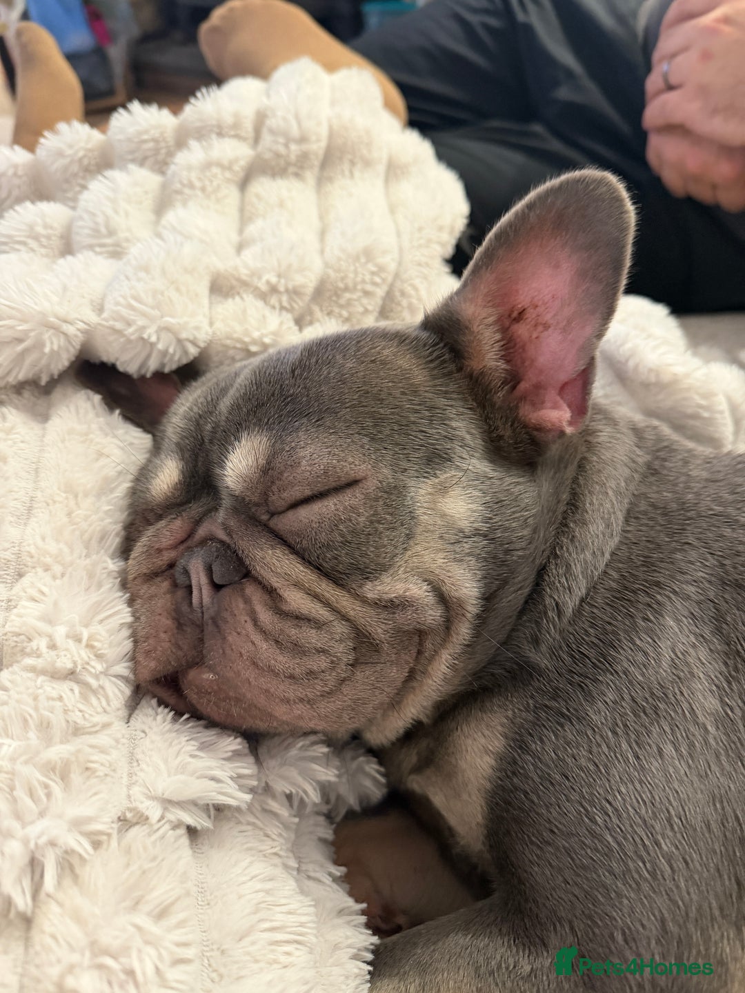 French Bulldog dogs for sale: Female French Bulldog - Advert 2