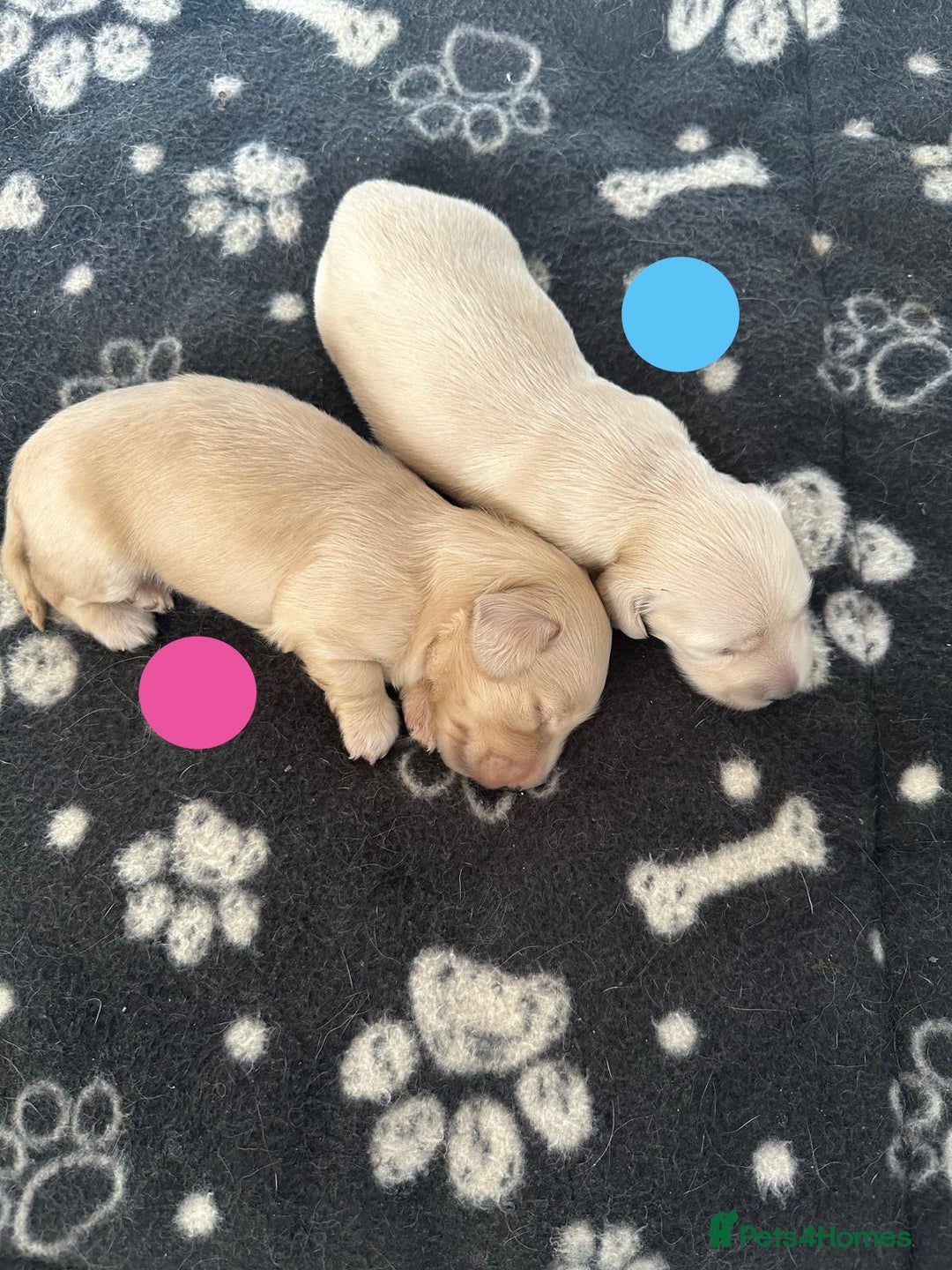 Dachshund dogs for sale: KC Reg Miniature English Cream Dachshund Puppies - Image 1