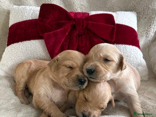 Golden Retriever dogs Golden retriever puppies 2x girls available 🐶🐾 - Advert 4